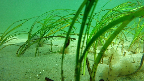 Seegras in der Ostsee